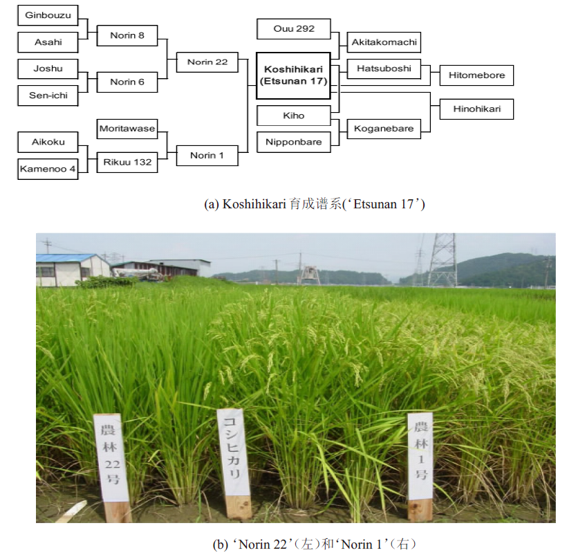 Past and Present” of 'Koshihikari' Rice Variety